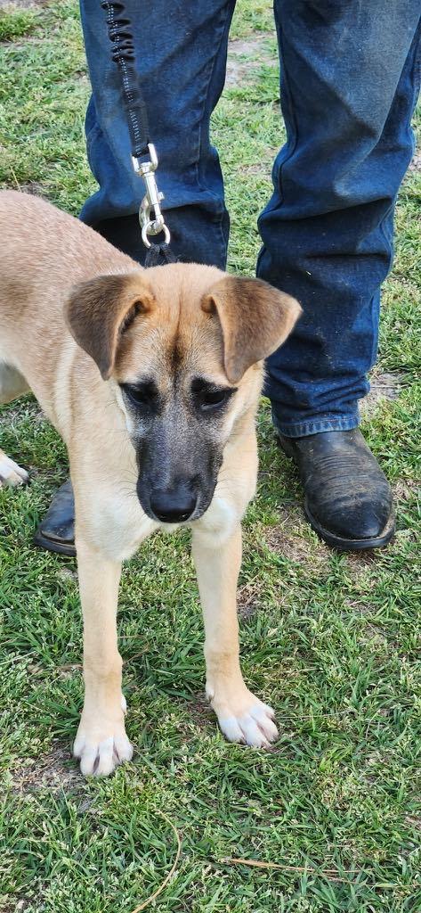 Enlarge Munchee AKA Alice, a Adoptable mixed breed in Hillsborough, NJ image 4/4