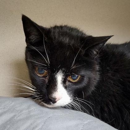 Enlarge Papageno, a Adoptable mixed breed in Burlington, WA image 1/1