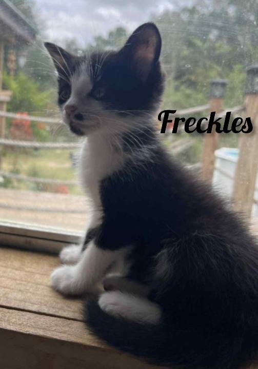Frecles, Adoptable, Kitten Female Domestic Medium Hair.