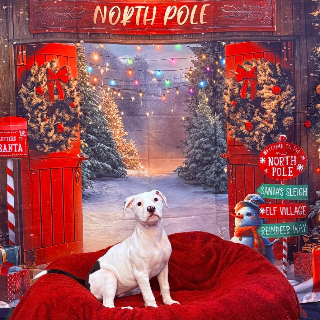 Peppermint, adoptable, Puppy Female Mixed Breed.