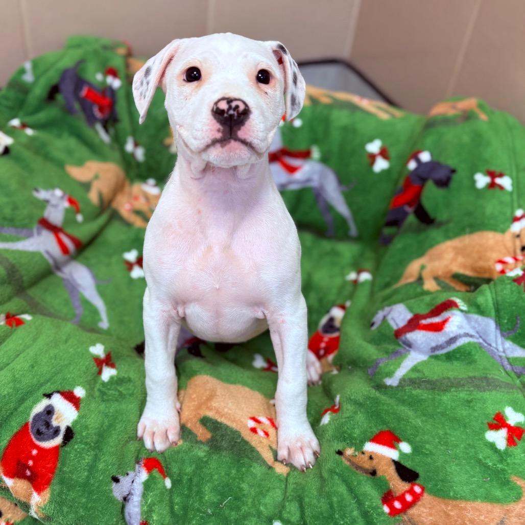 Peppermint, adoptable, Puppy Female Mixed Breed.