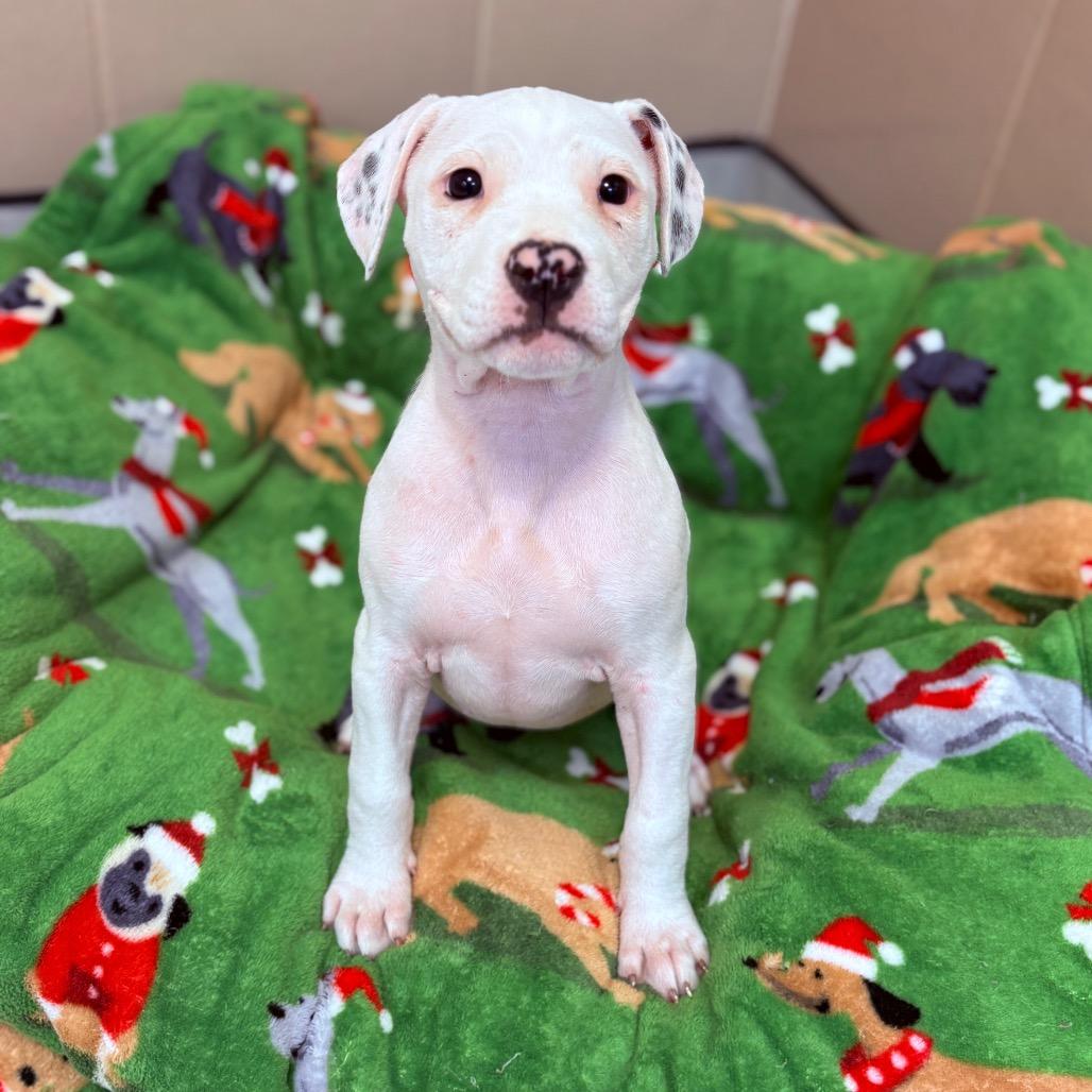 Peppermint, an adoptable Mixed Breed in Fenton, MI image 2/2