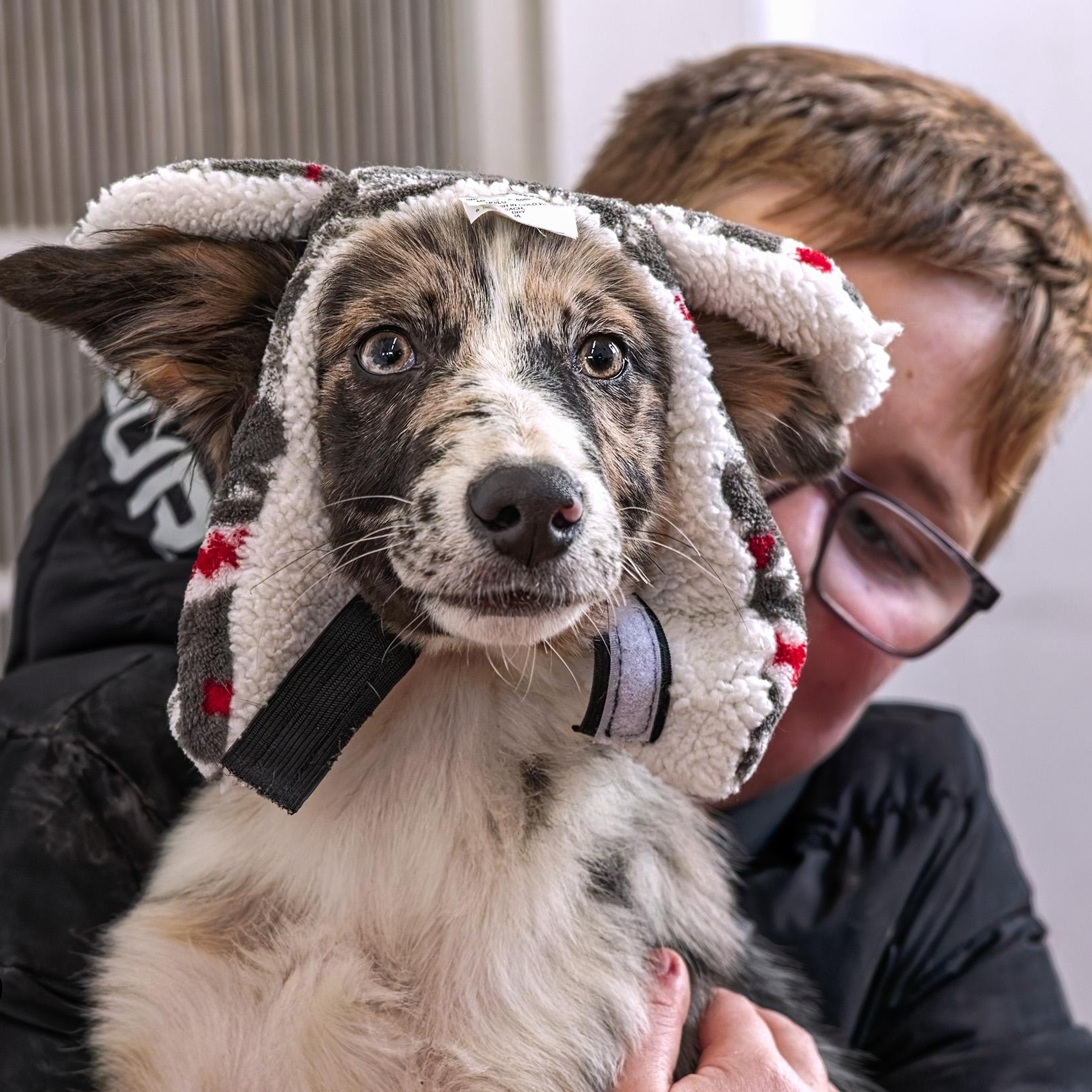 Enlarge Raider, a ADOPTABLE mixed breed in Clarinda, IA image 3/5