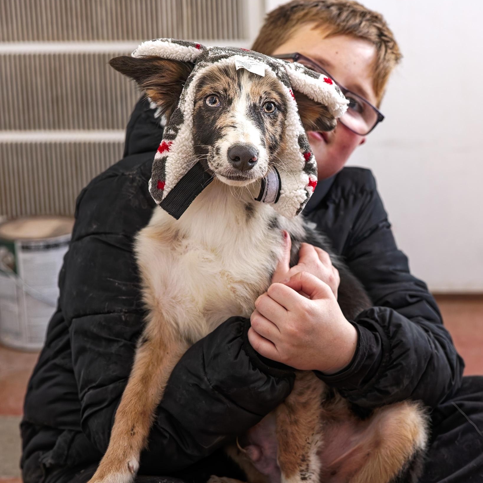 Enlarge Raider, a ADOPTABLE mixed breed in Clarinda, IA image 2/5