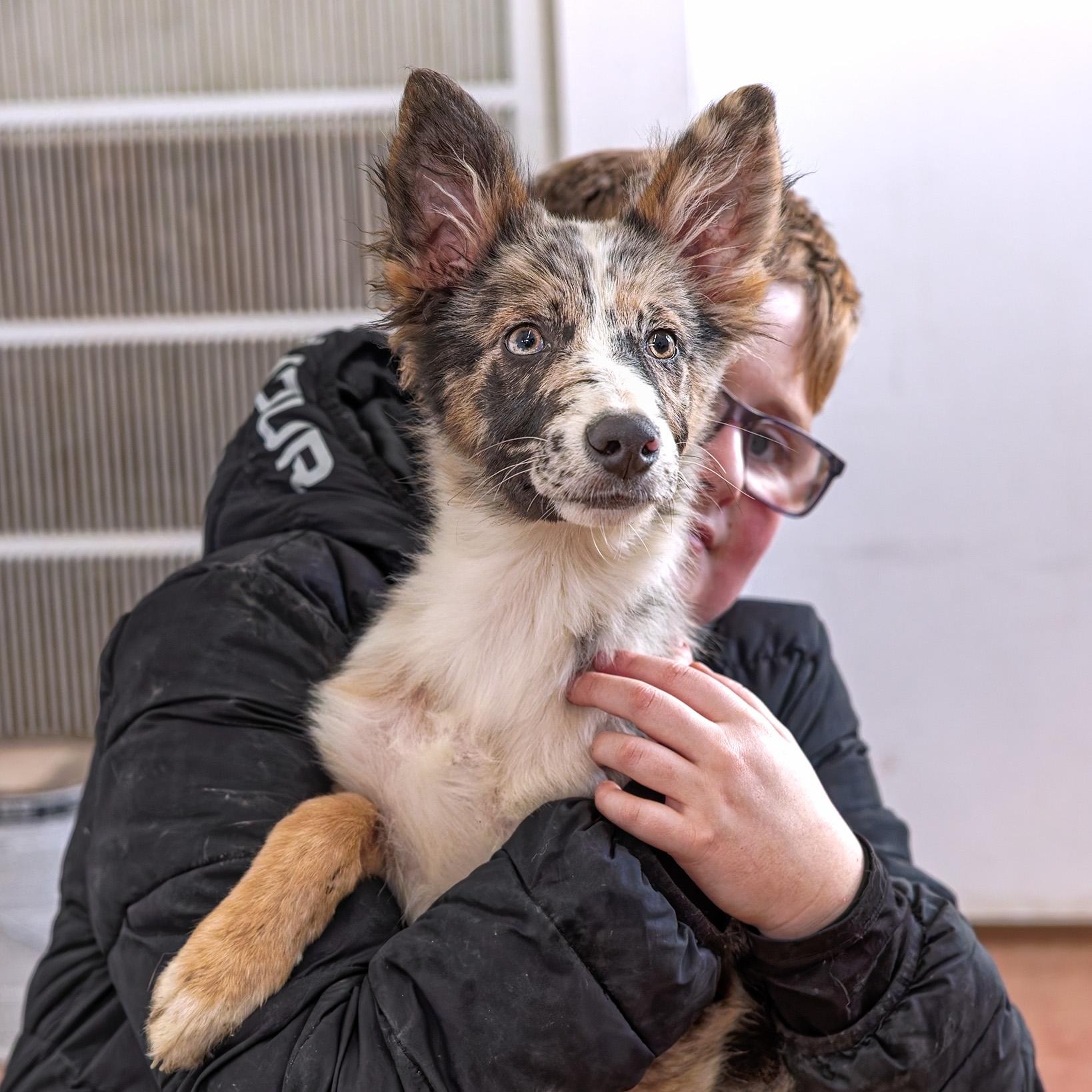Enlarge Raider, a ADOPTABLE mixed breed in Clarinda, IA image 4/5