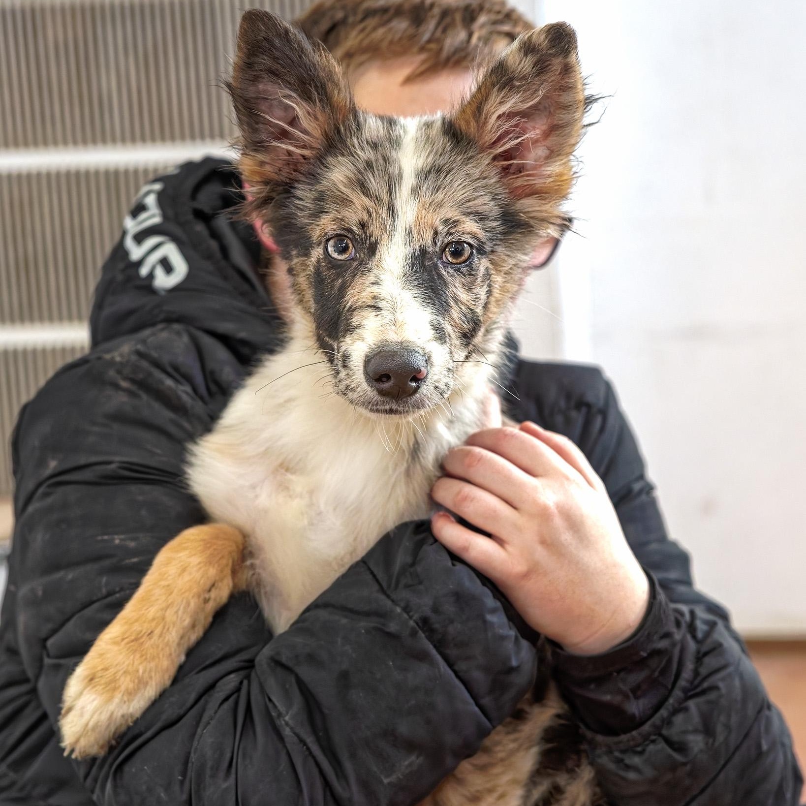 Enlarge Raider, a ADOPTABLE mixed breed in Clarinda, IA image 1/5