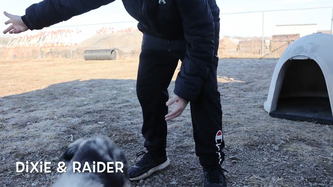 Enlarge Raider, a ADOPTABLE mixed breed in Clarinda, IA video 5/5