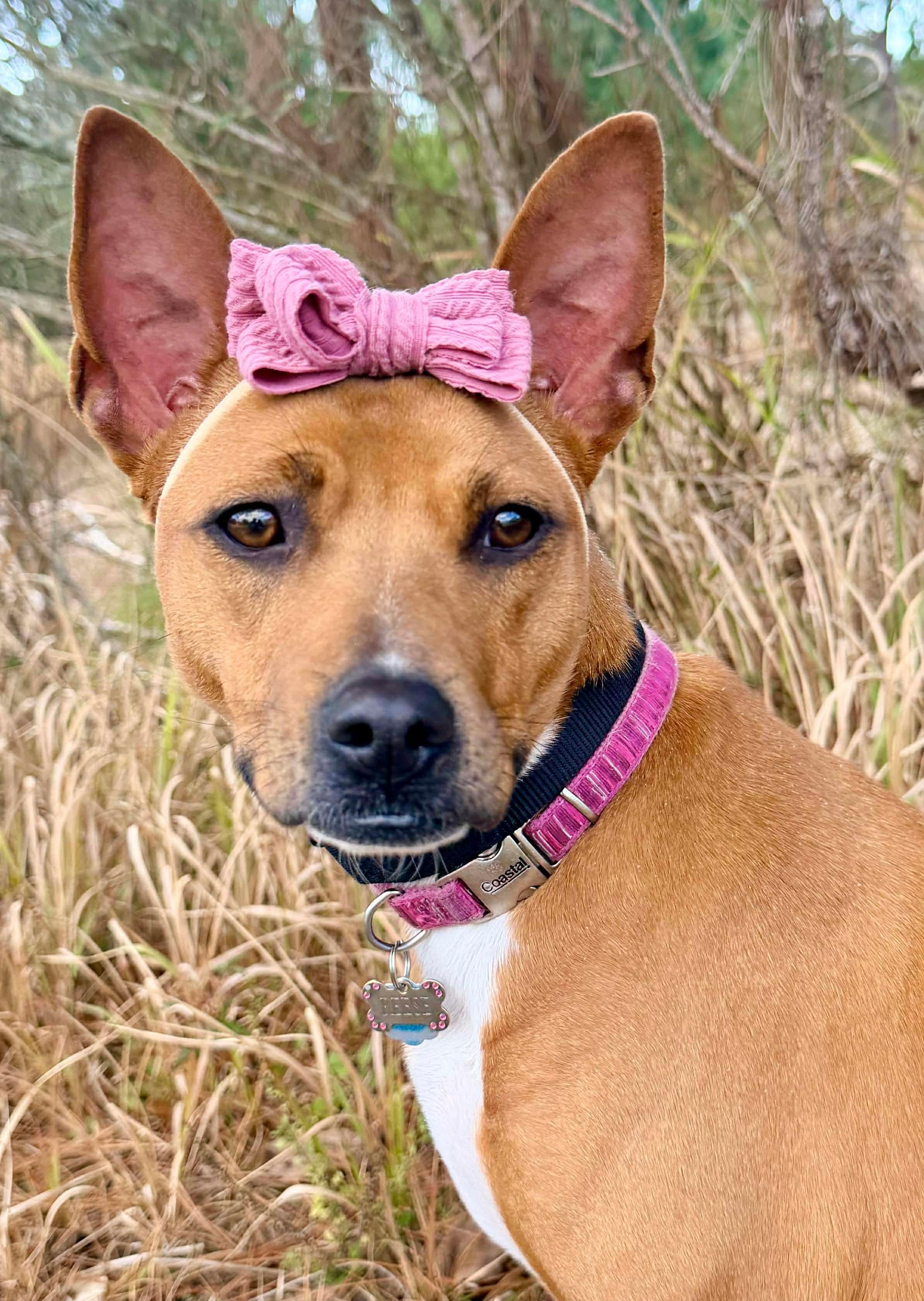 Enlarge Reese, an adopted mixed breed in Wyalusing, PA image 1/6