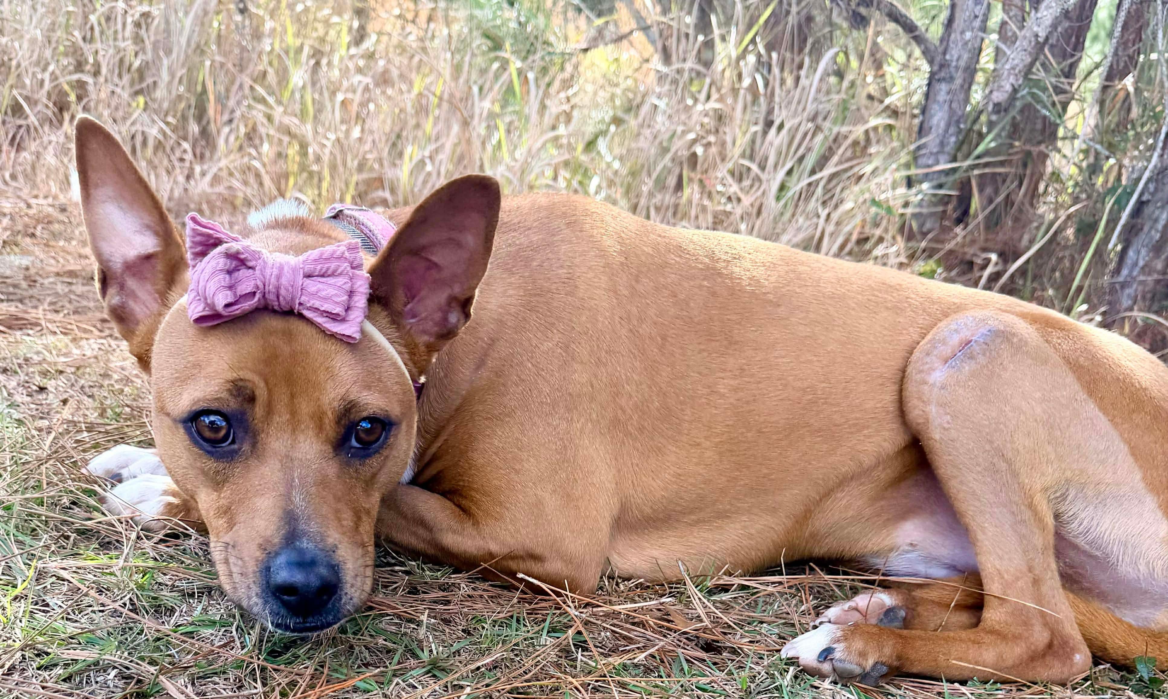 Enlarge Reese, an adopted mixed breed in Wyalusing, PA image 4/6