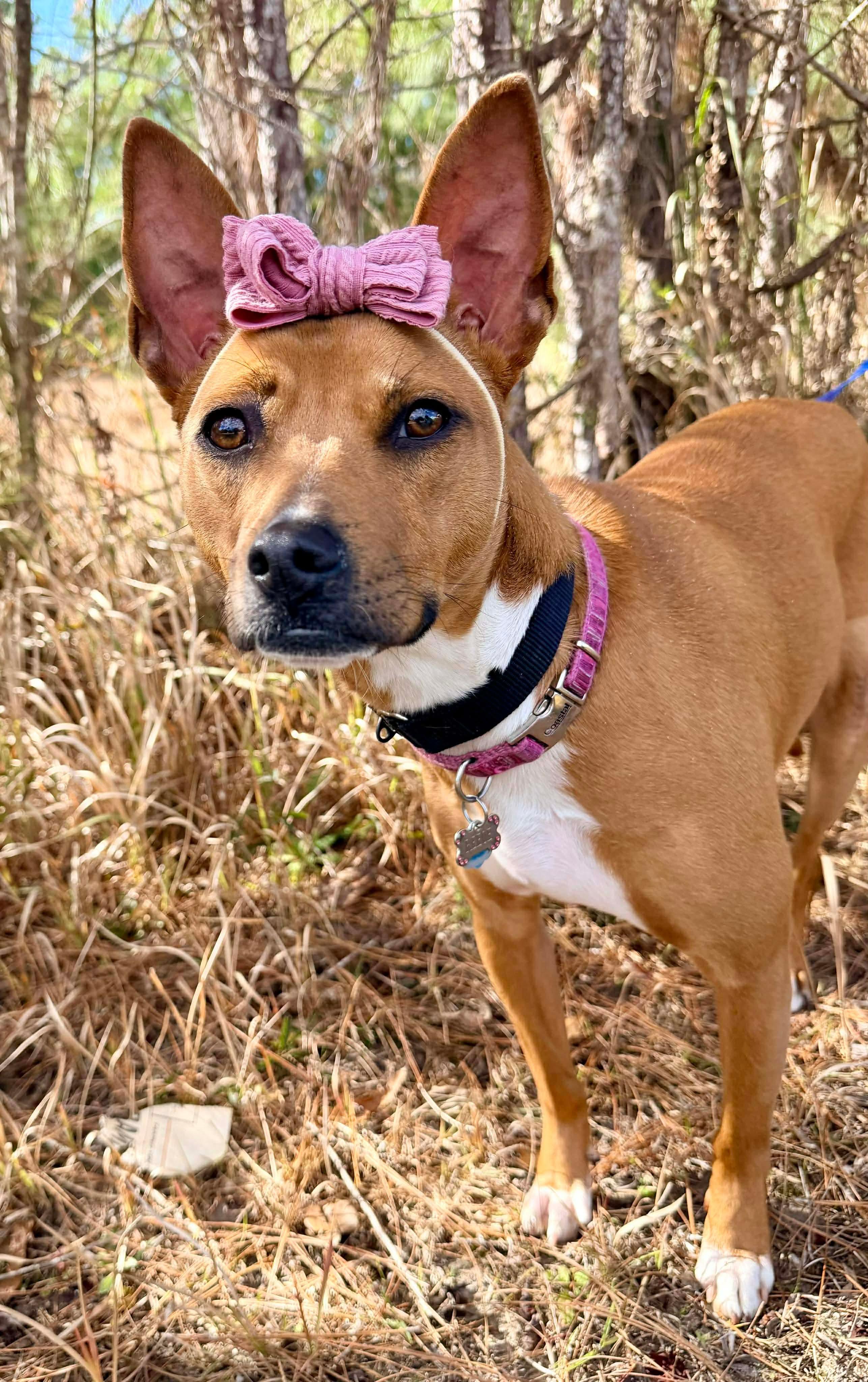 Enlarge Reese, an adopted mixed breed in Wyalusing, PA image 3/6