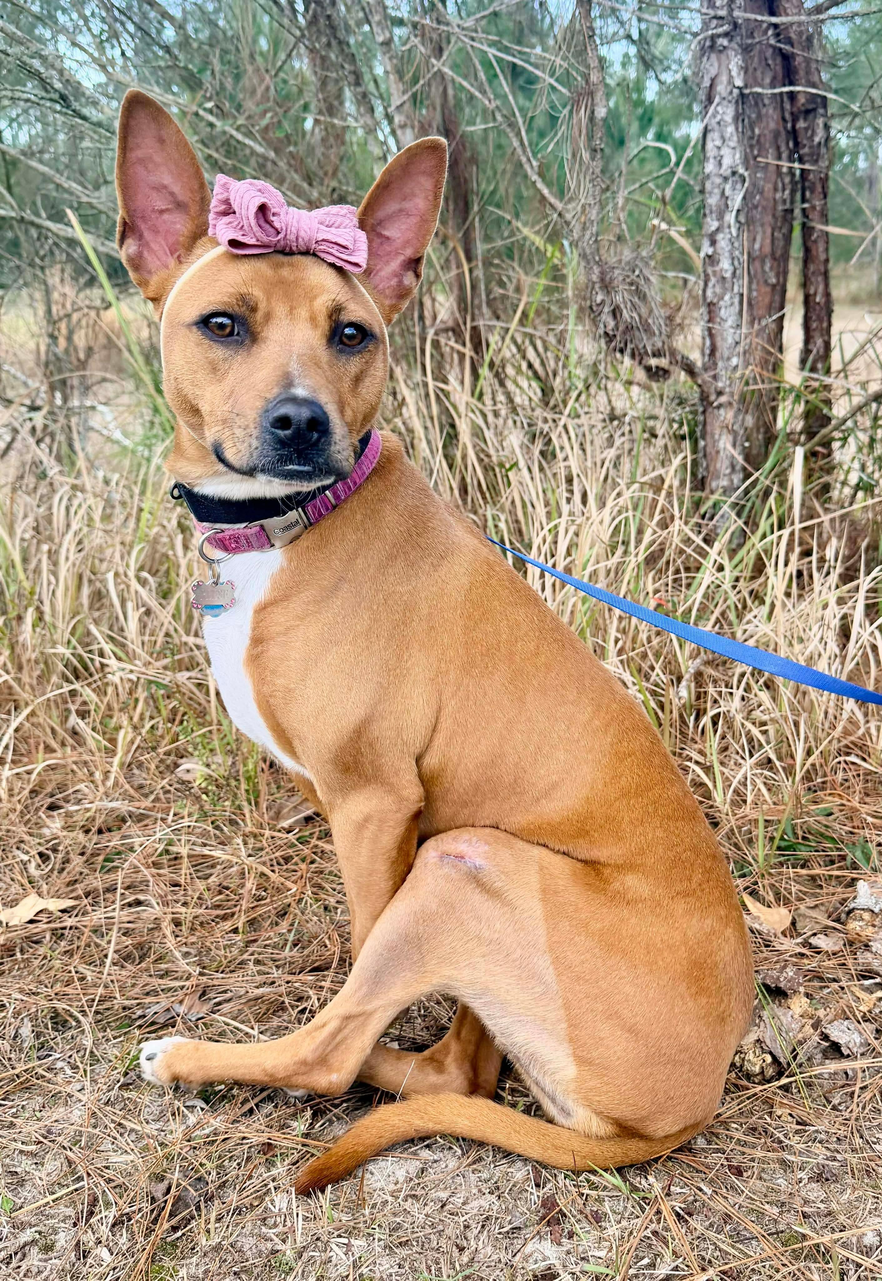 Enlarge Reese, an adopted mixed breed in Wyalusing, PA image 5/6