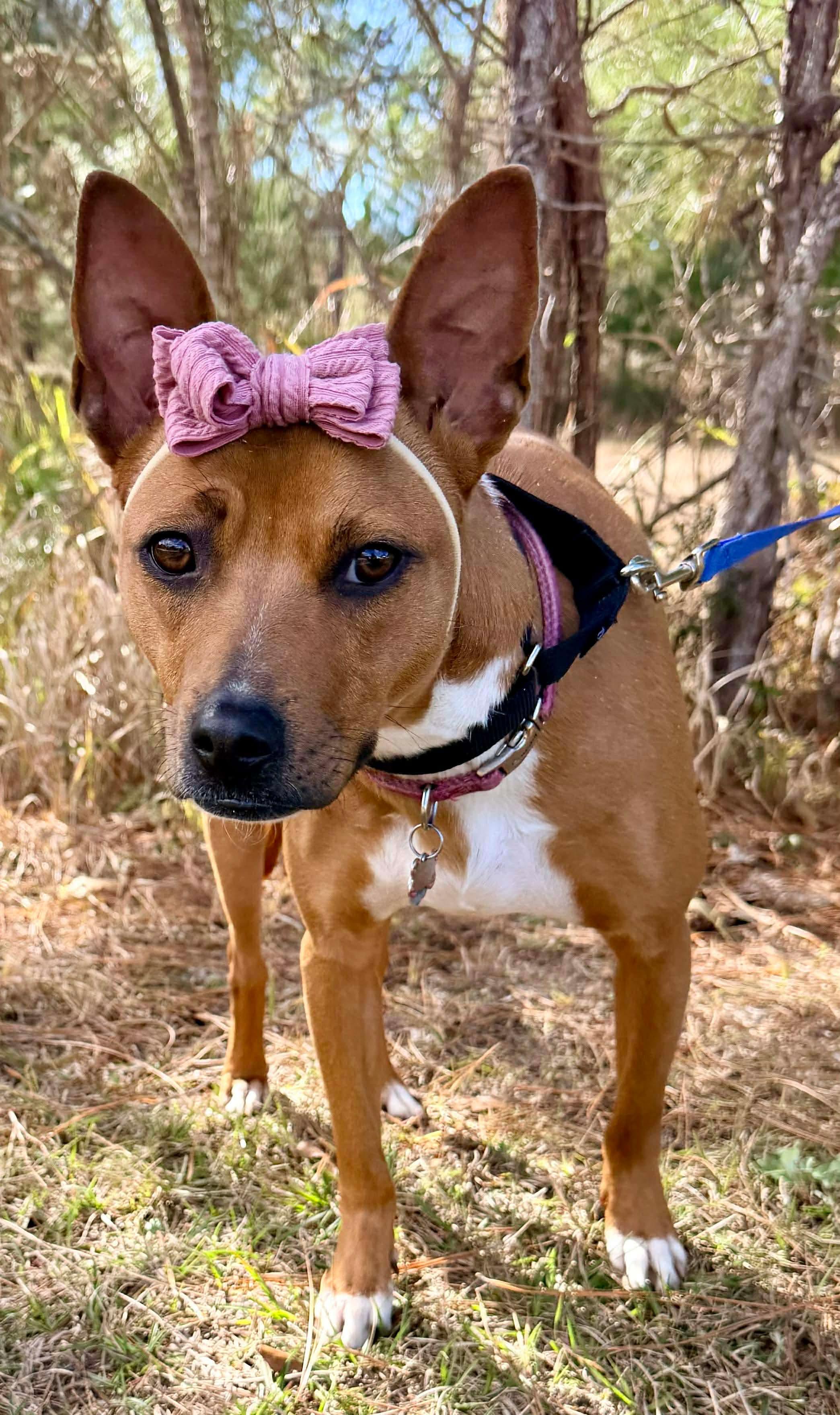 Enlarge Reese, an adopted mixed breed in Wyalusing, PA image 2/6