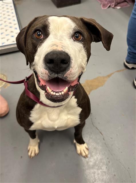 Enlarge CORINNA, a Adoptable mixed breed in Peoria, IL image 1/1