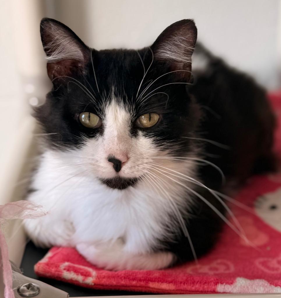 Sye, Adoptable, Adult Male Domestic Long Hair.