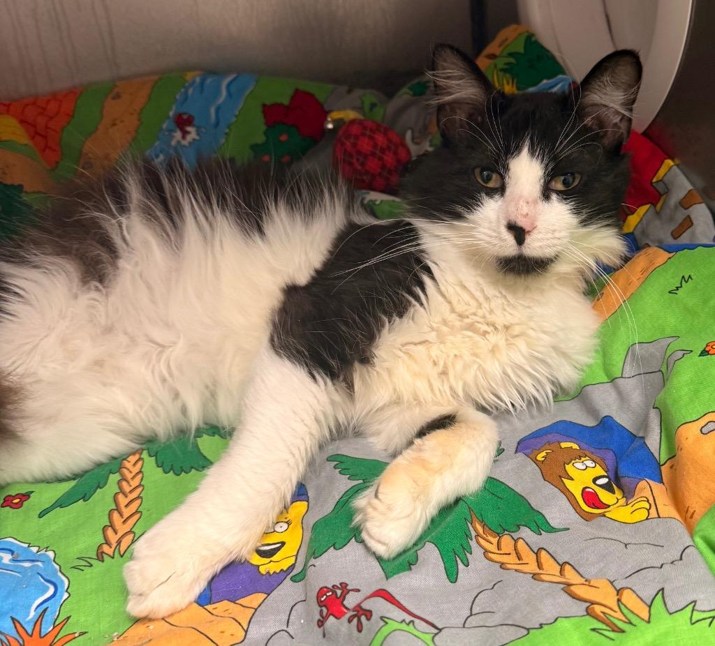 Sye, Adoptable, Adult Male Domestic Long Hair.