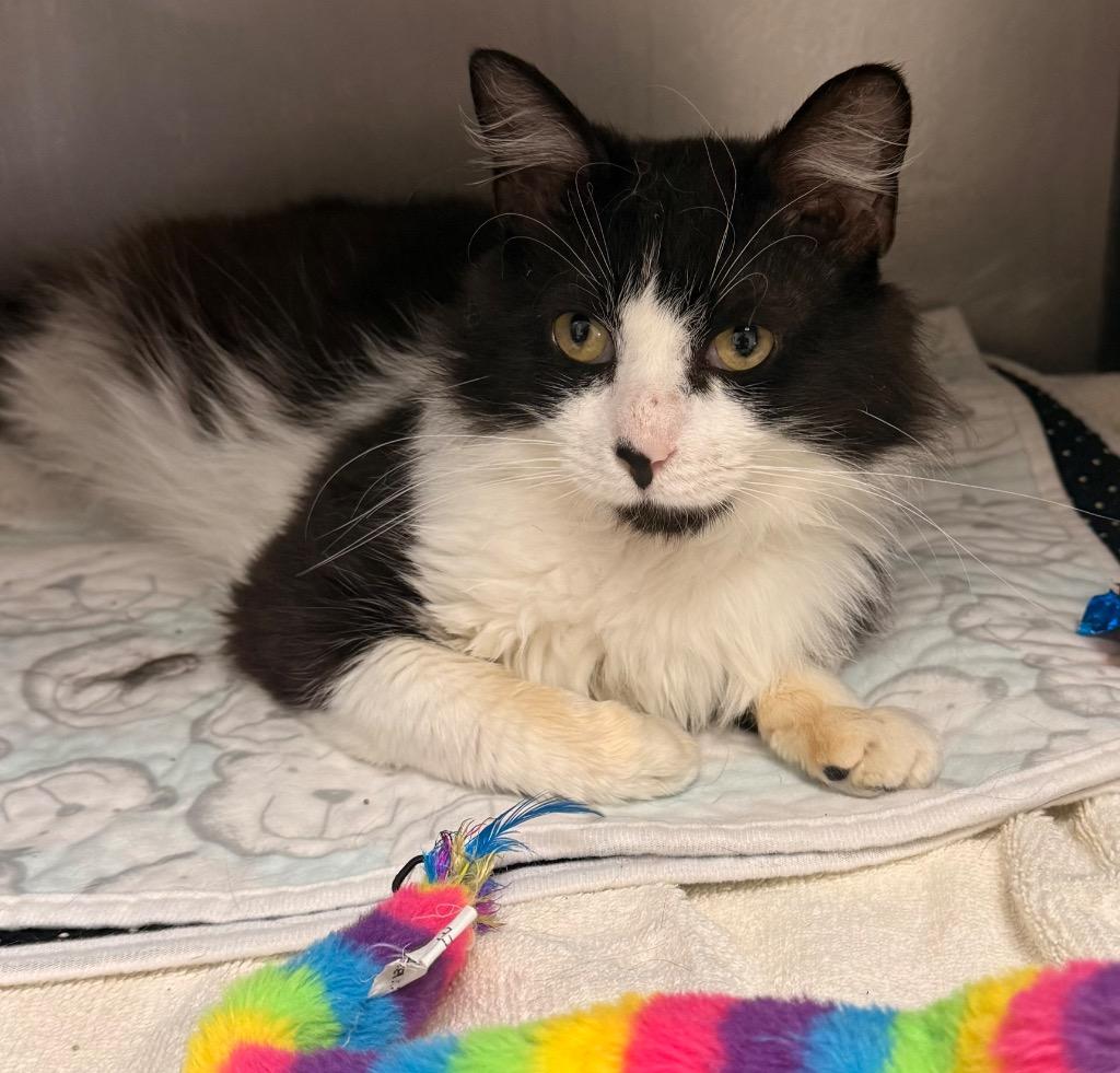 Enlarge Sye, a Adoptable mixed breed in Defiance, OH image 2/6