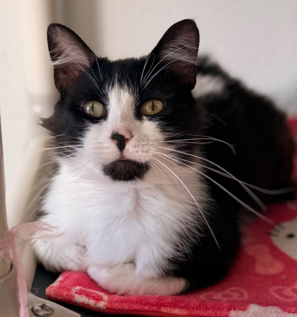 Enlarge Sye, a Adoptable mixed breed in Defiance, OH image 3/6