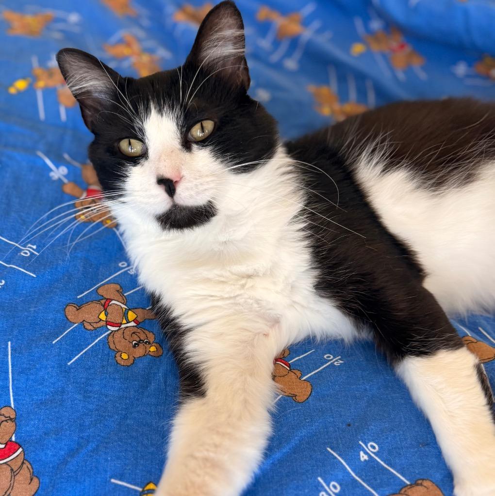 Enlarge Sye, a Adoptable mixed breed in Defiance, OH image 2/6
