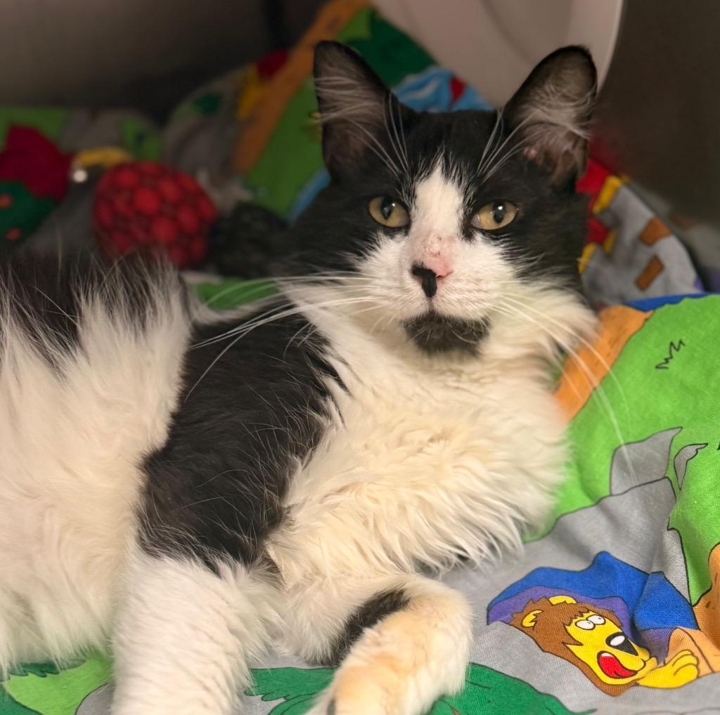 Enlarge Sye, a Adoptable mixed breed in Defiance, OH image 4/6