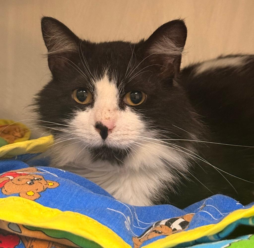 Enlarge Sye, a Adoptable mixed breed in Defiance, OH image 5/6