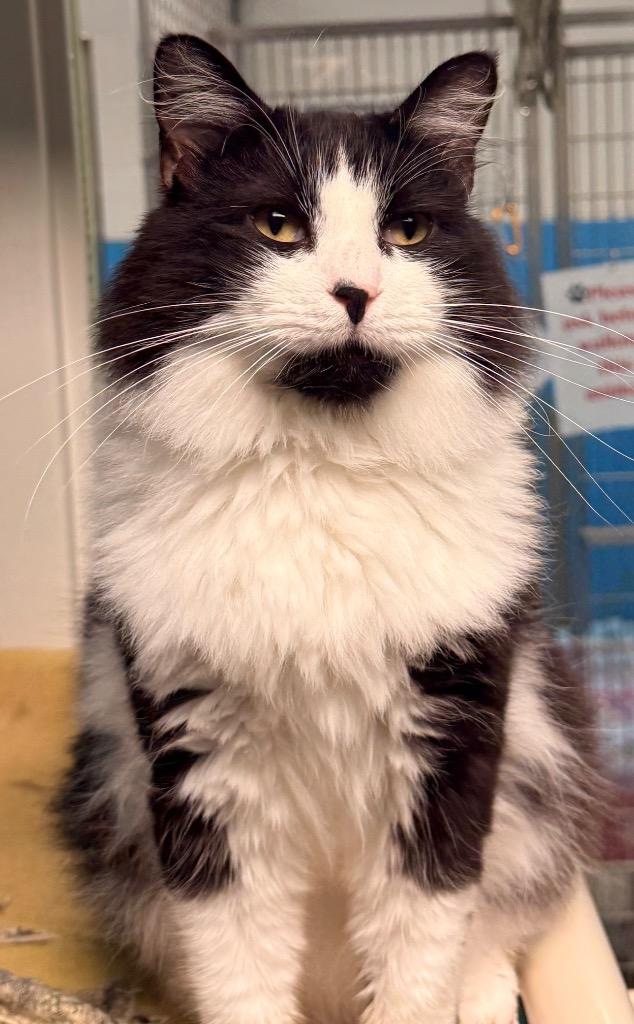 Sye, a Adoptable mixed breed in Defiance, OH image 5/6