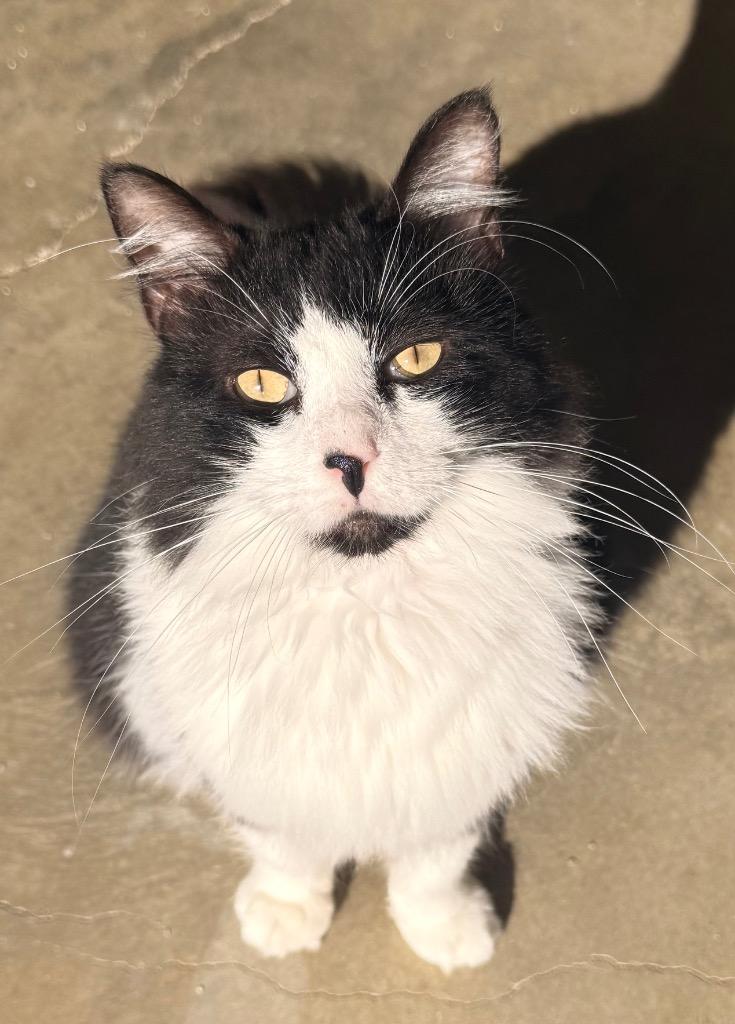 Enlarge Sye, a Adoptable mixed breed in Defiance, OH image 5/6