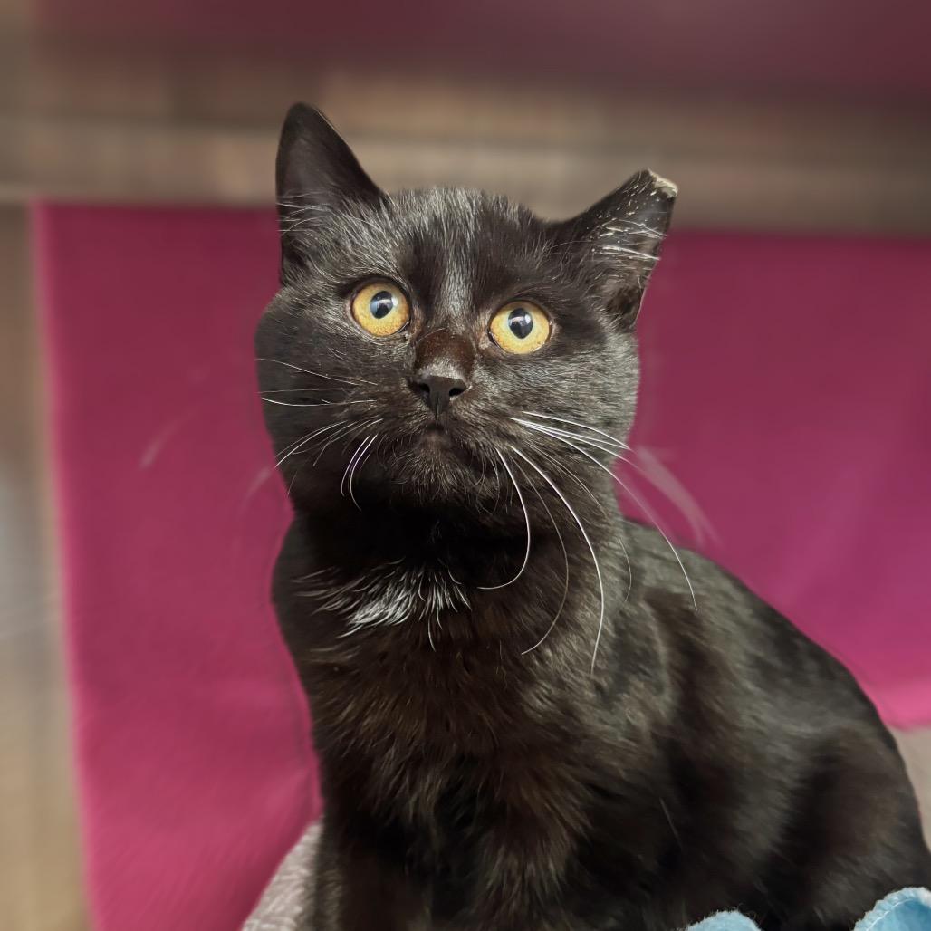 Pepper, Adoptable, Kitten Female Domestic Short Hair.