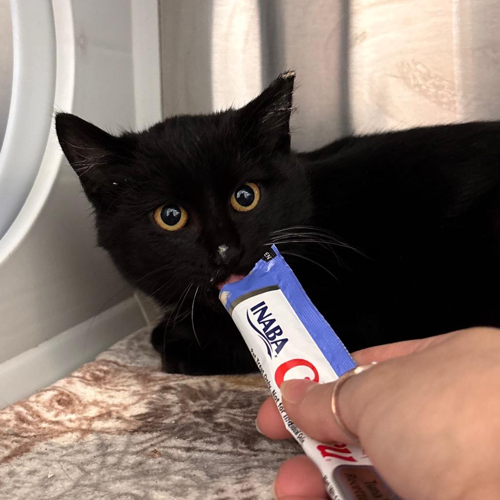 Enlarge Pepper, a Adoptable Domestic Short Hair in Nashville, IN image 2/2