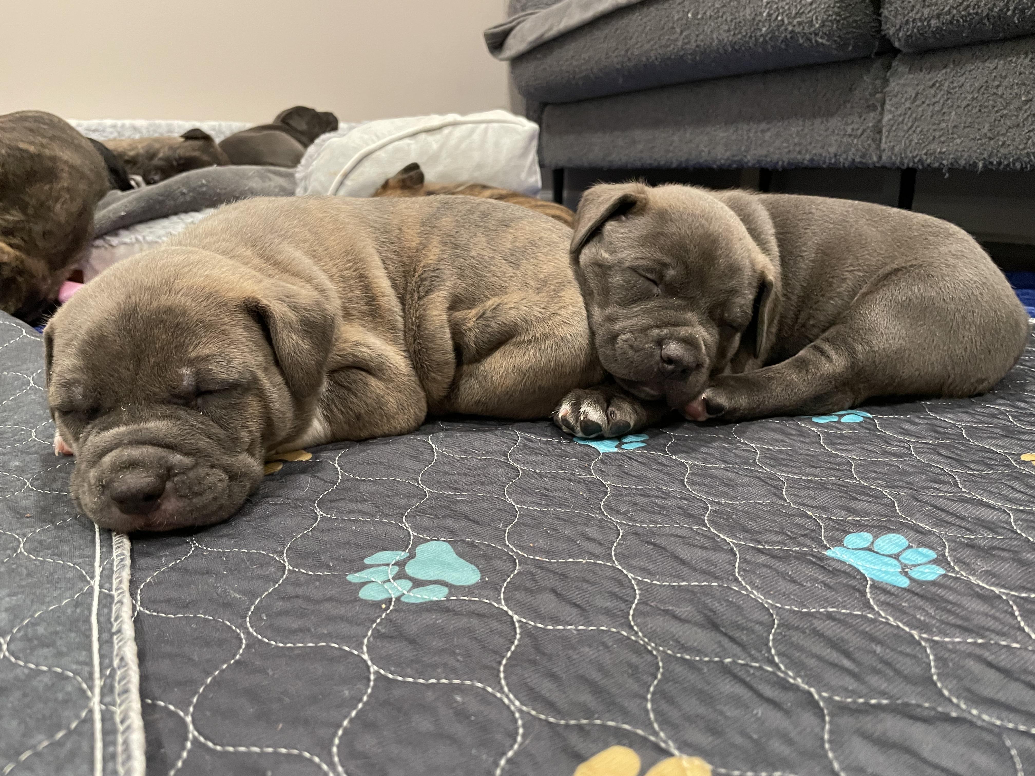 Enlarge Bluey. ADOPTED, a ADOPTABLE mixed breed in Union Grove, WI image 4/4