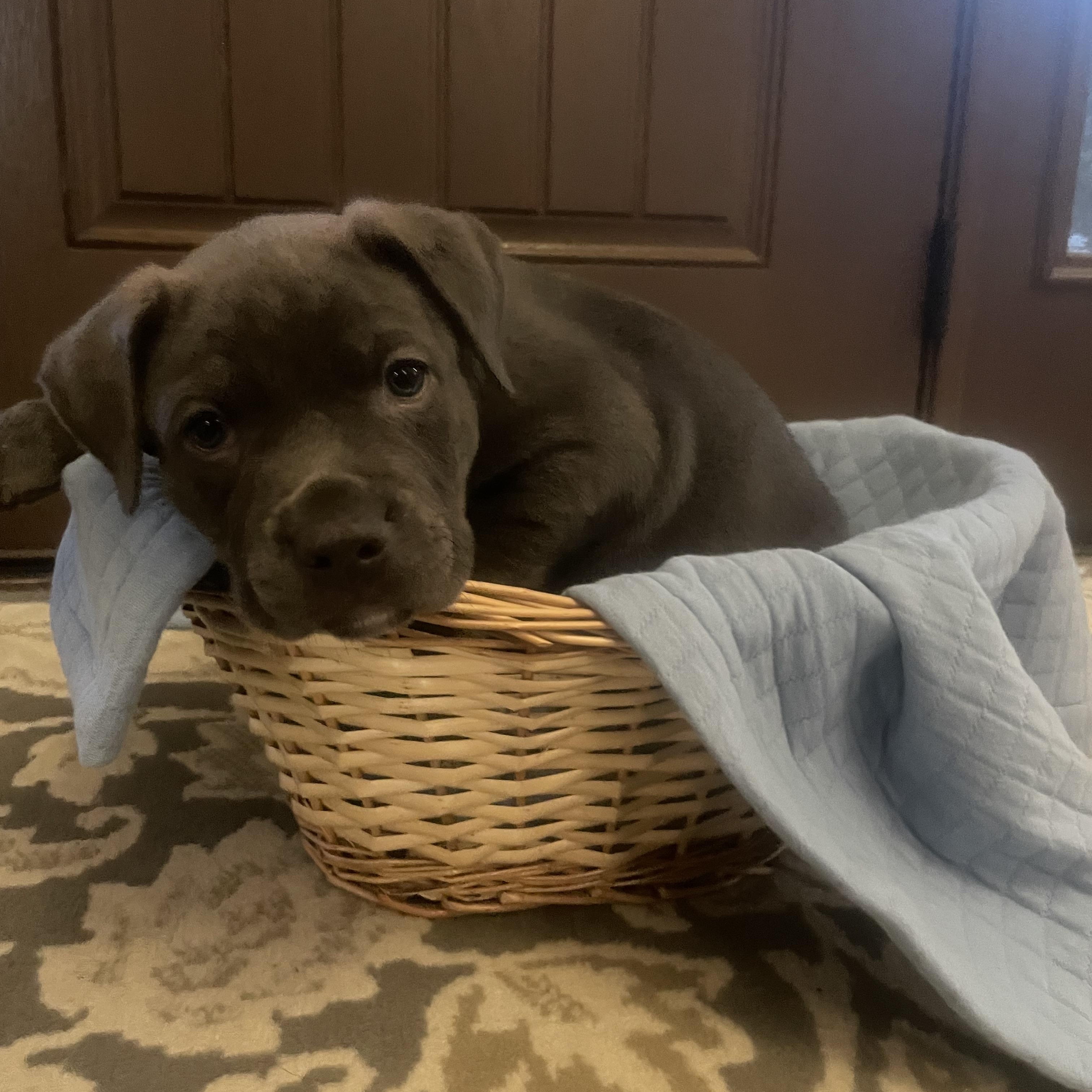 Bluey. ADOPTED, ADOPTABLE, Puppy Male Catahoula Leopard Dog & Mastiff.