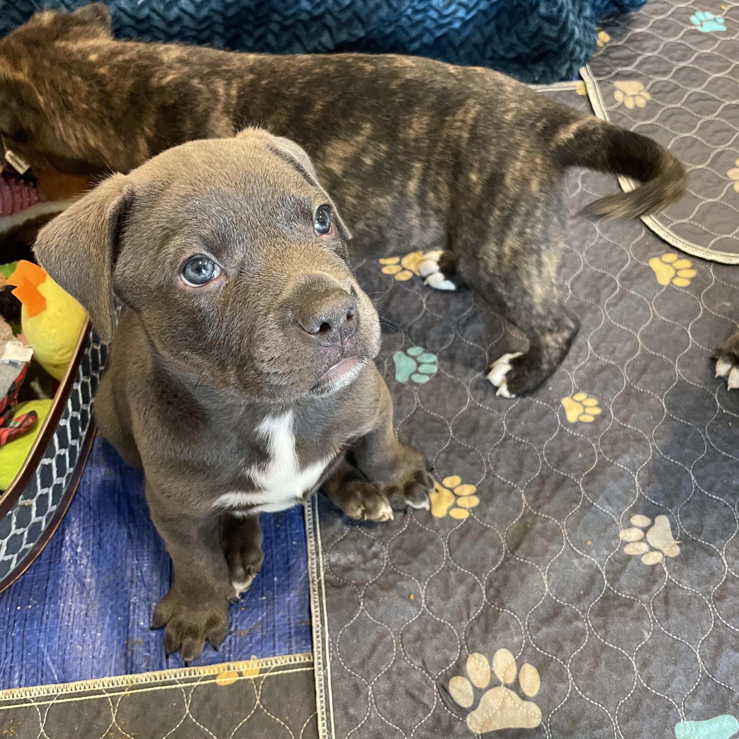 Enlarge Bluey. ADOPTED, a ADOPTABLE mixed breed in Union Grove, WI image 3/4