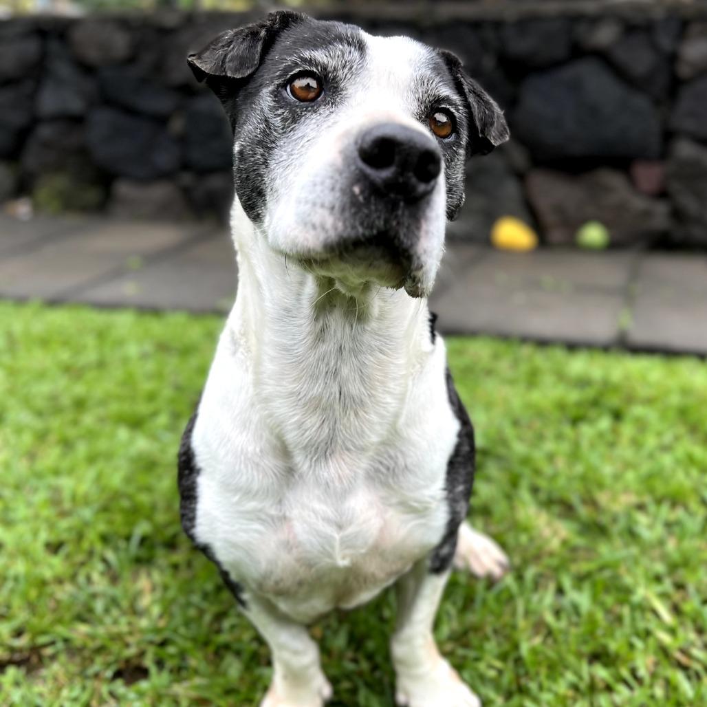 Matilda, Adoptable, Senior Female Mixed Breed.