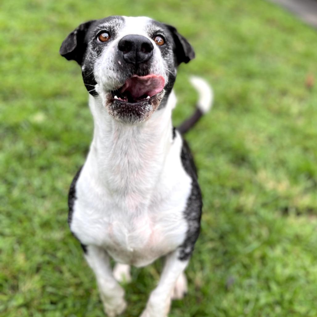 Enlarge Matilda, a Adoptable Mixed Breed in Keaau, HI image 2/4