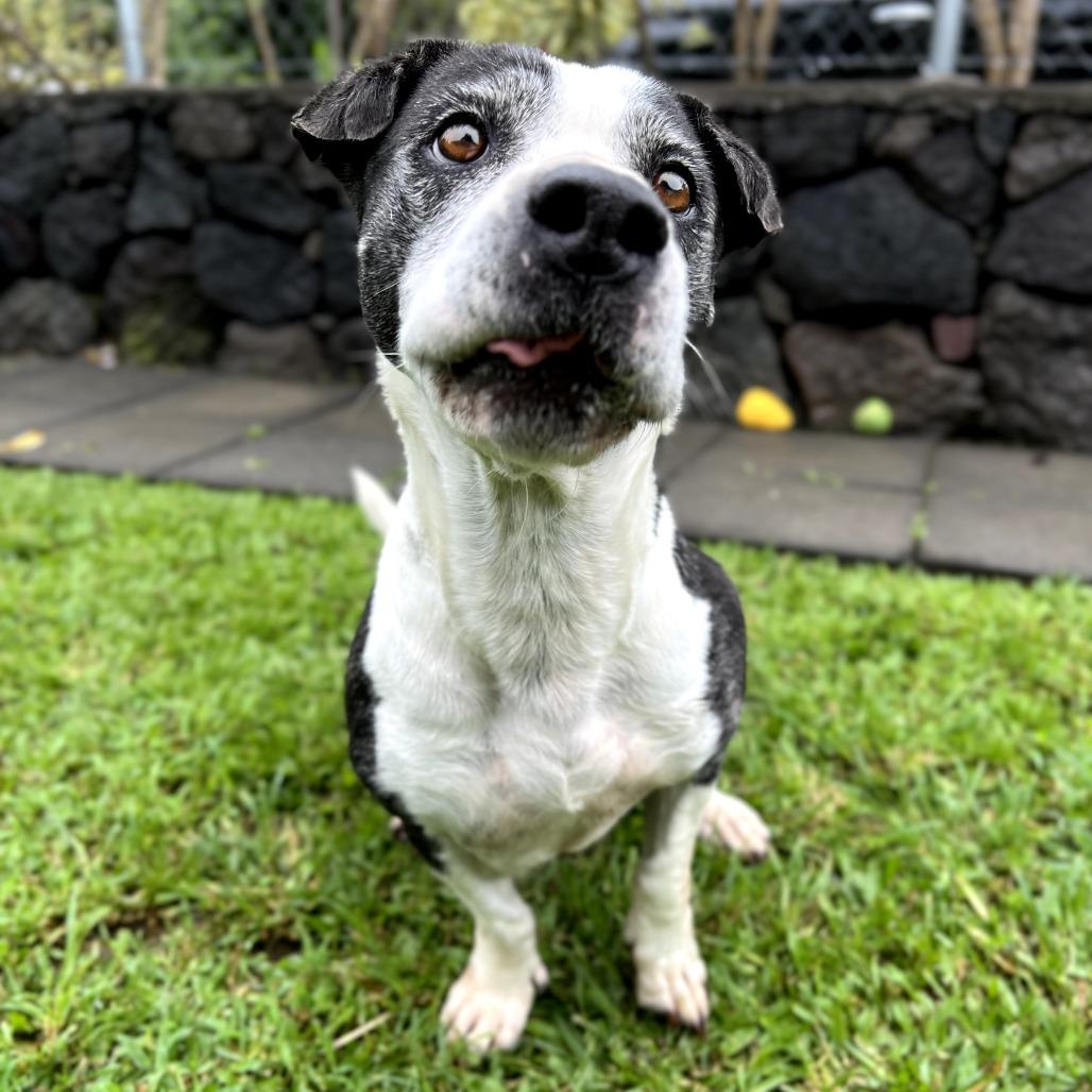 Enlarge Matilda, a Adoptable Mixed Breed in Keaau, HI image 3/4