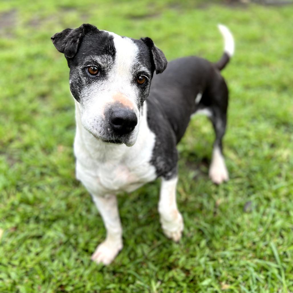 Enlarge Matilda, a Adoptable Mixed Breed in Keaau, HI image 4/4