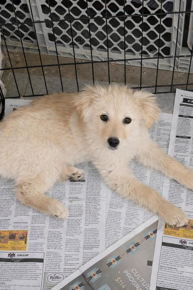 Enlarge Bonnie, a Adoptable mixed breed in Albuquerque, NM image 1/3