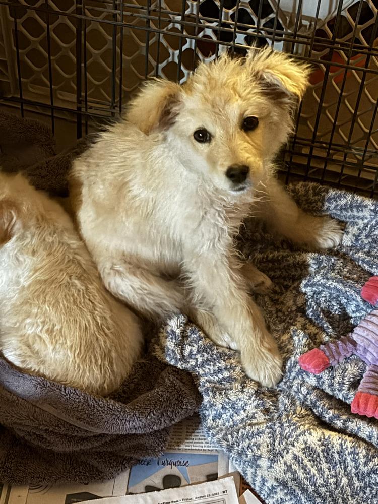 Bonnie, Adoptable, Puppy Female Terrier.