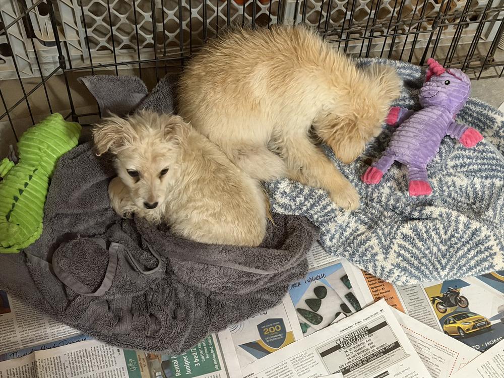 Enlarge Bonnie, a Adoptable mixed breed in Albuquerque, NM image 3/3