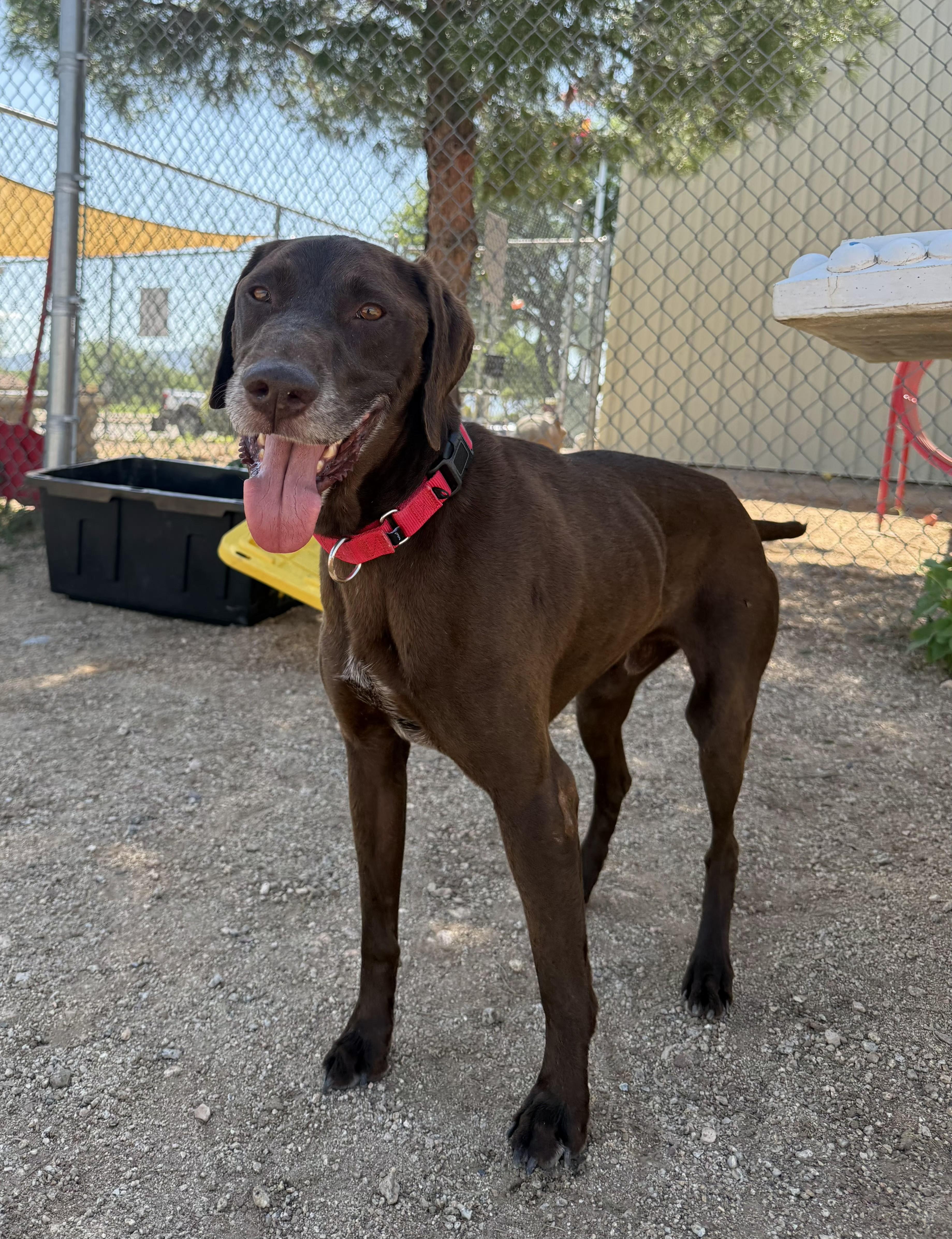 Enlarge Ragnar, a Adoptable German Shorthaired Pointer in Sierra Vista, AZ image 1/1