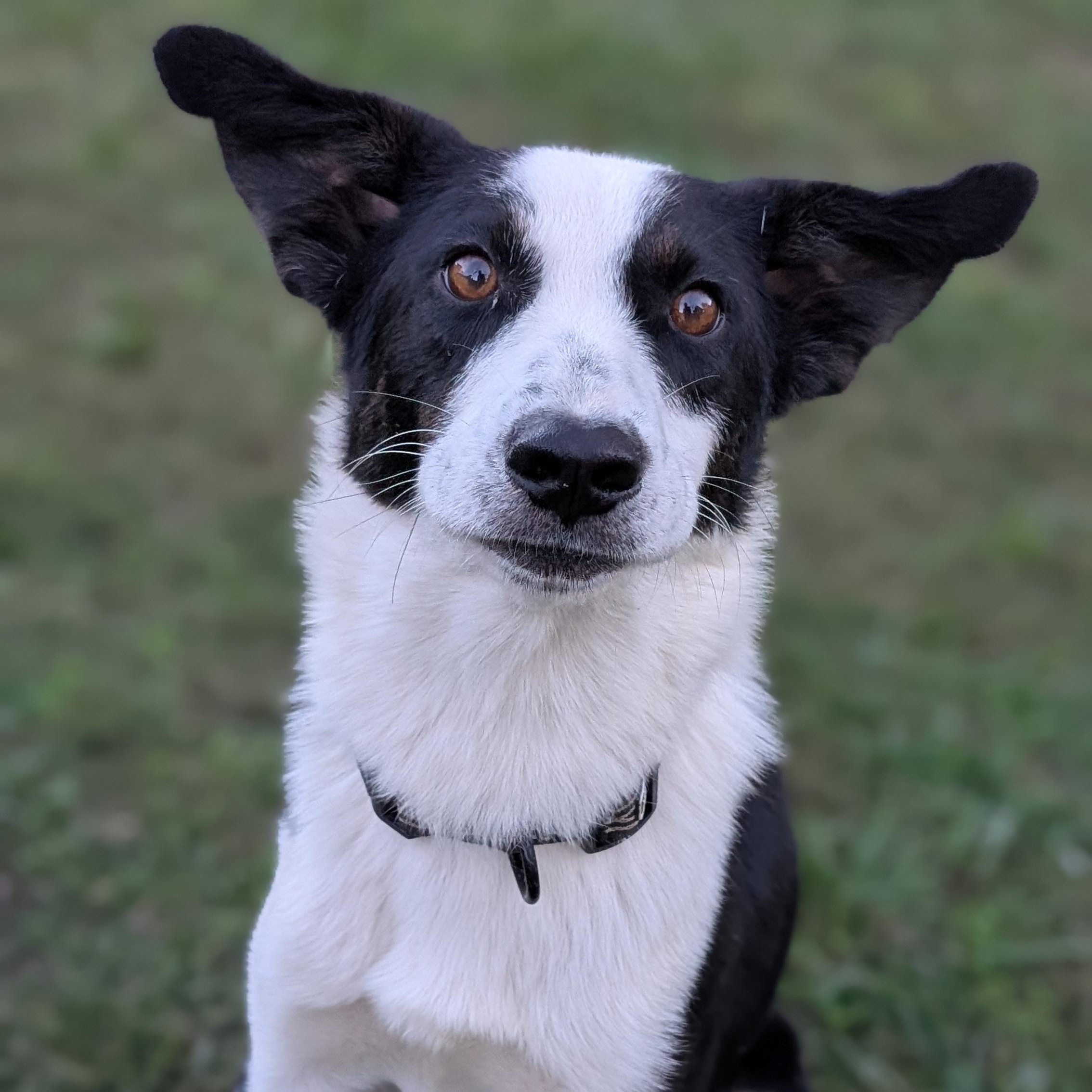Checkers, a Adopted Border Collie in Joppa, AL image 5/6