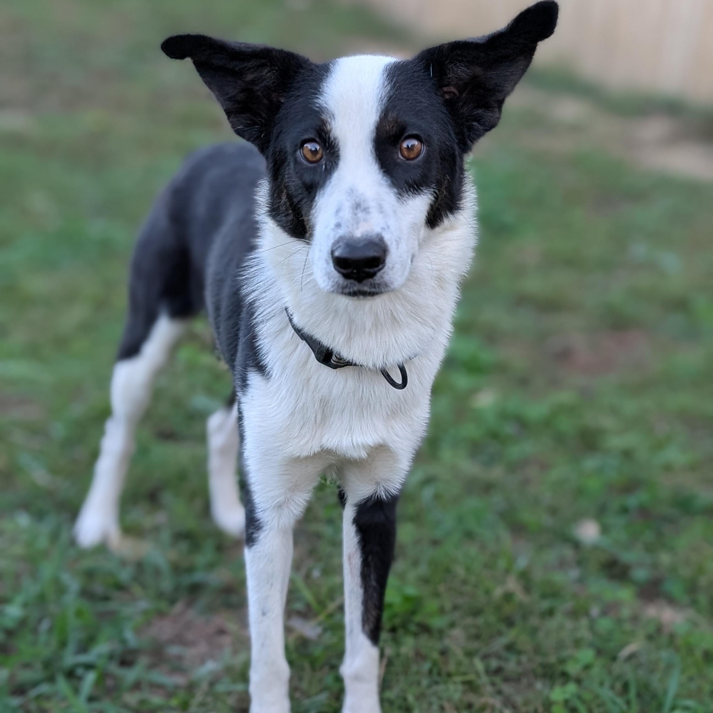 Checkers, Adopted, Adult Male Border Collie.