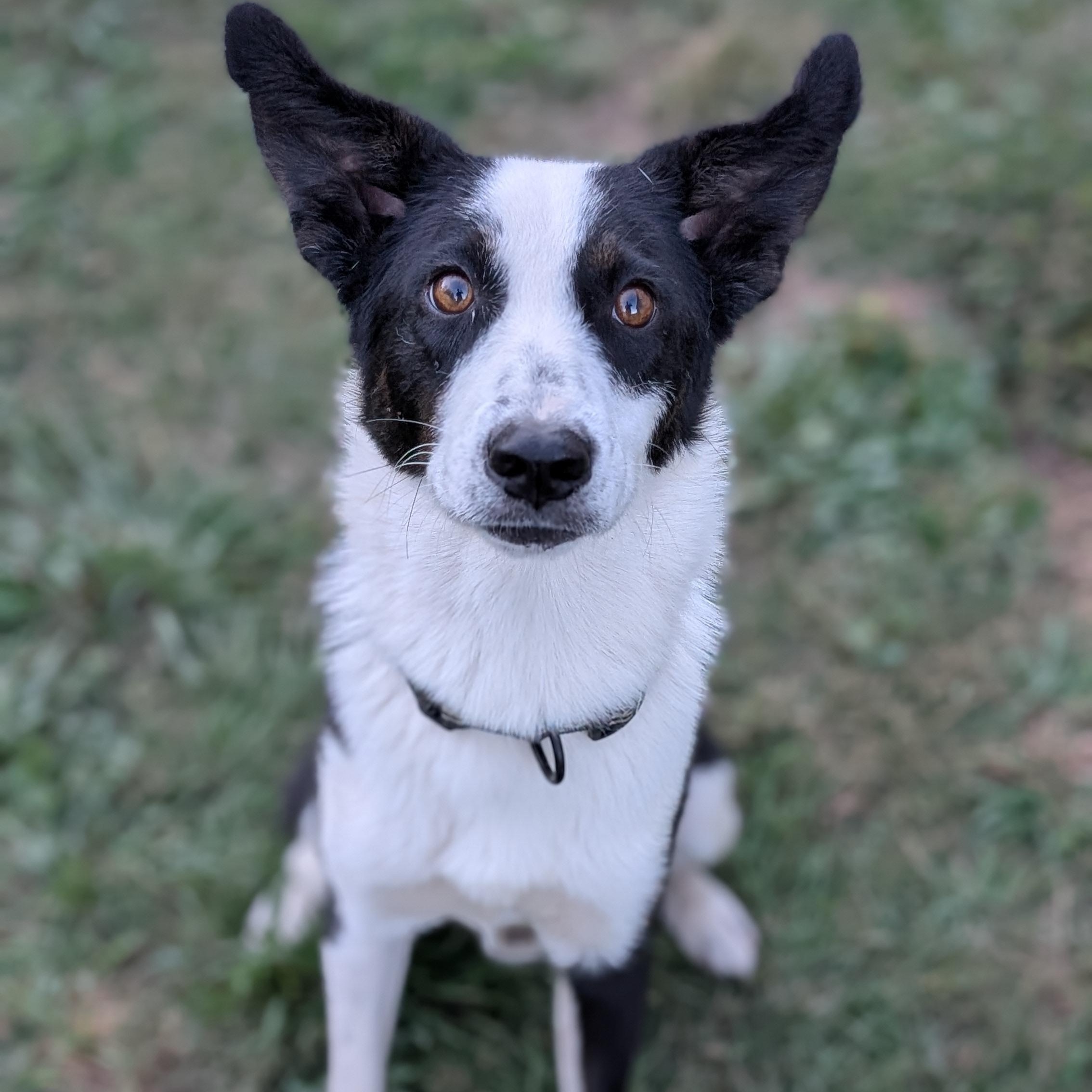 Checkers, a Adopted Border Collie in Joppa, AL image 4/6