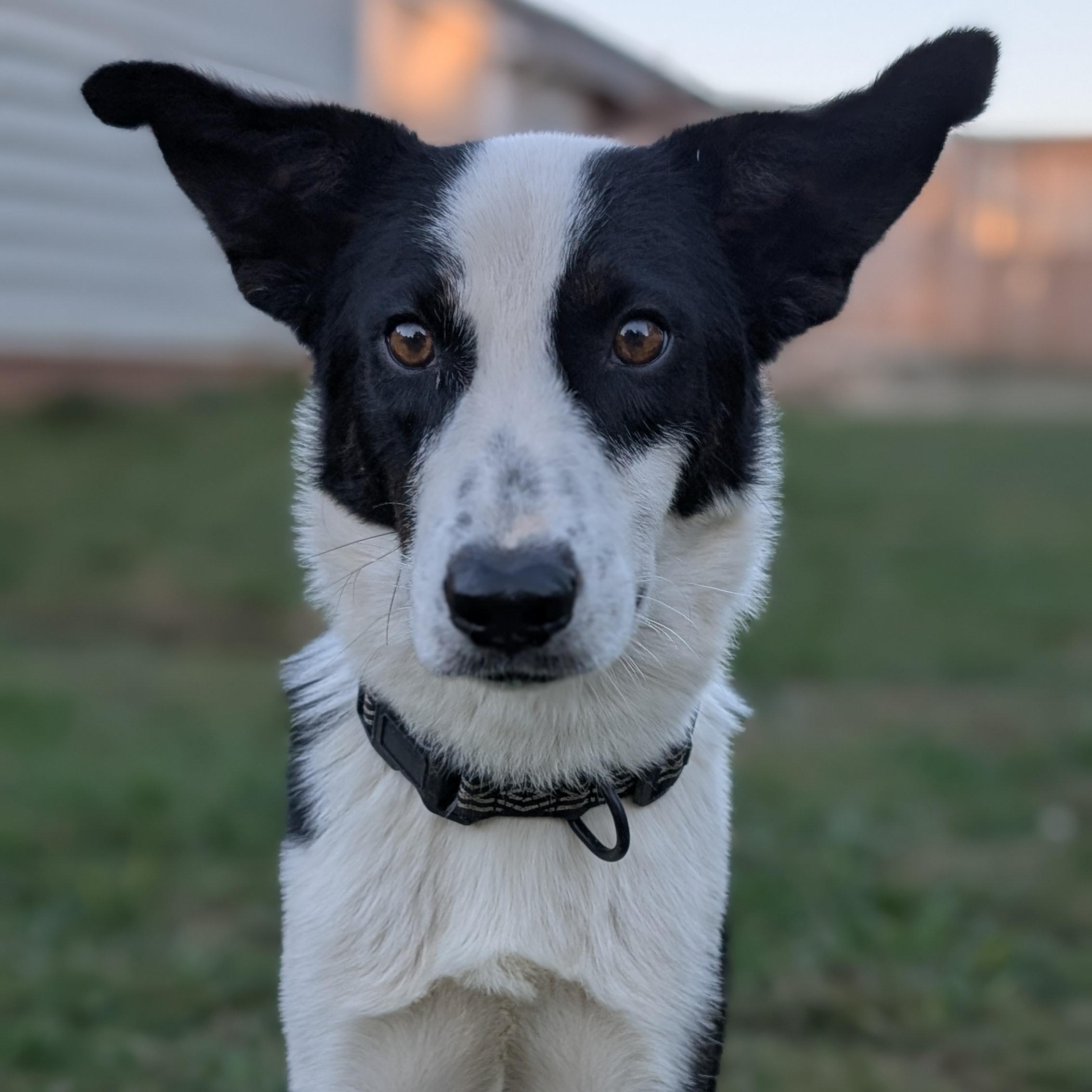 Checkers, a Adopted Border Collie in Joppa, AL image 2/6
