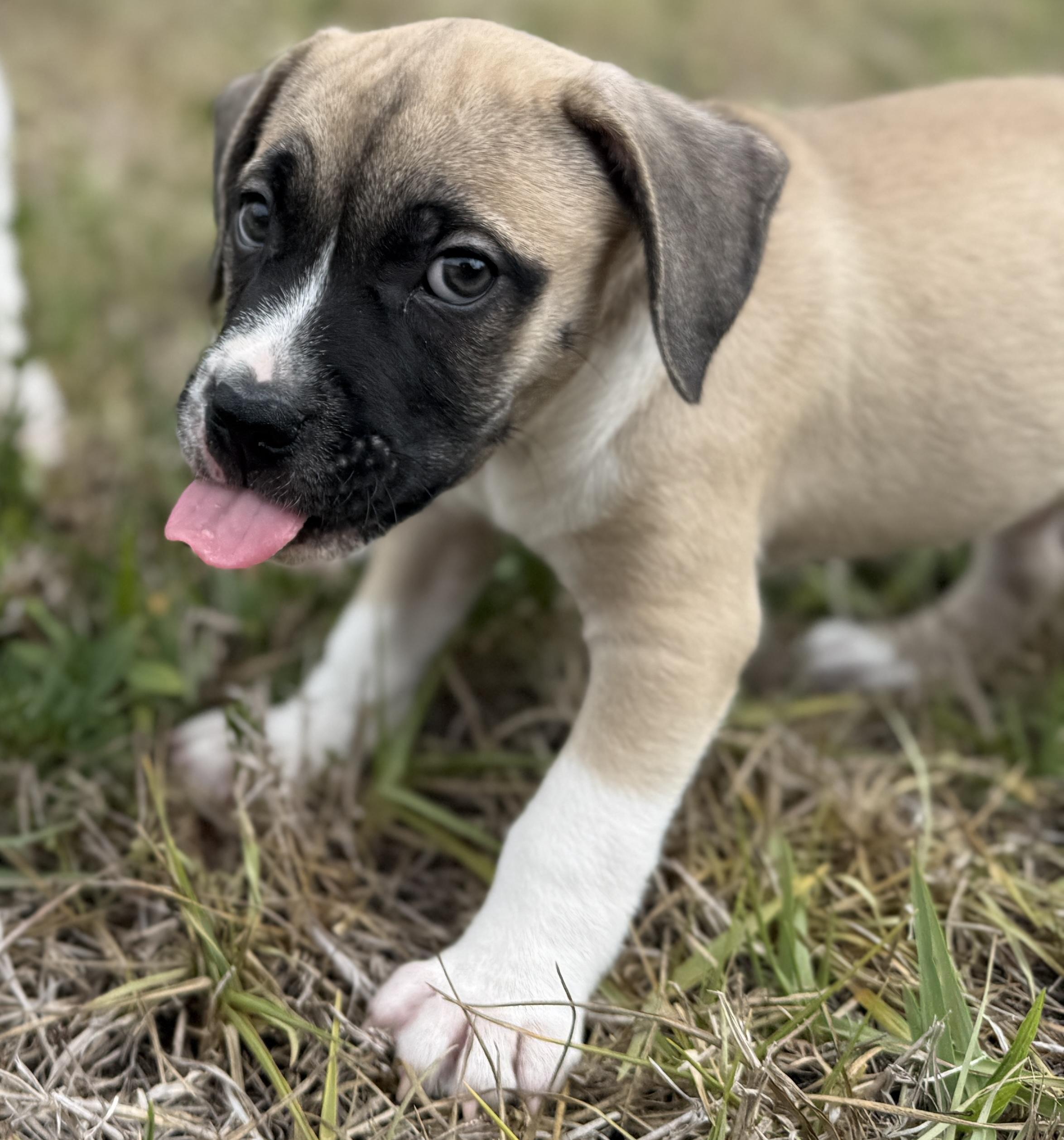 Enlarge Petrie, a ADOPTABLE Mixed Breed in Deltona, FL image 5/6