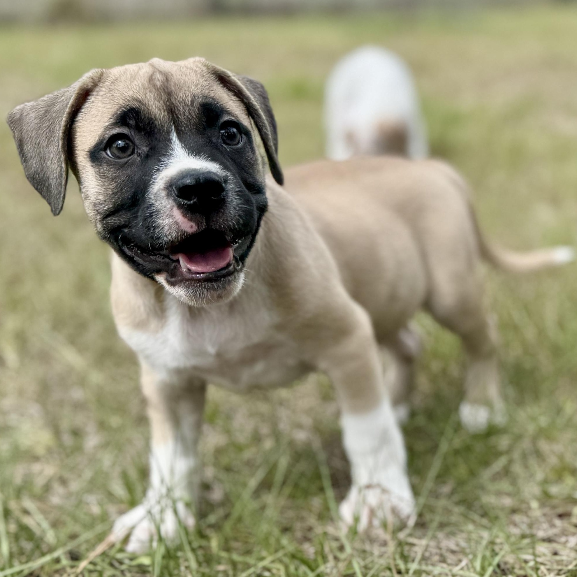 Enlarge Petrie, a ADOPTABLE Mixed Breed in Deltona, FL image 6/6