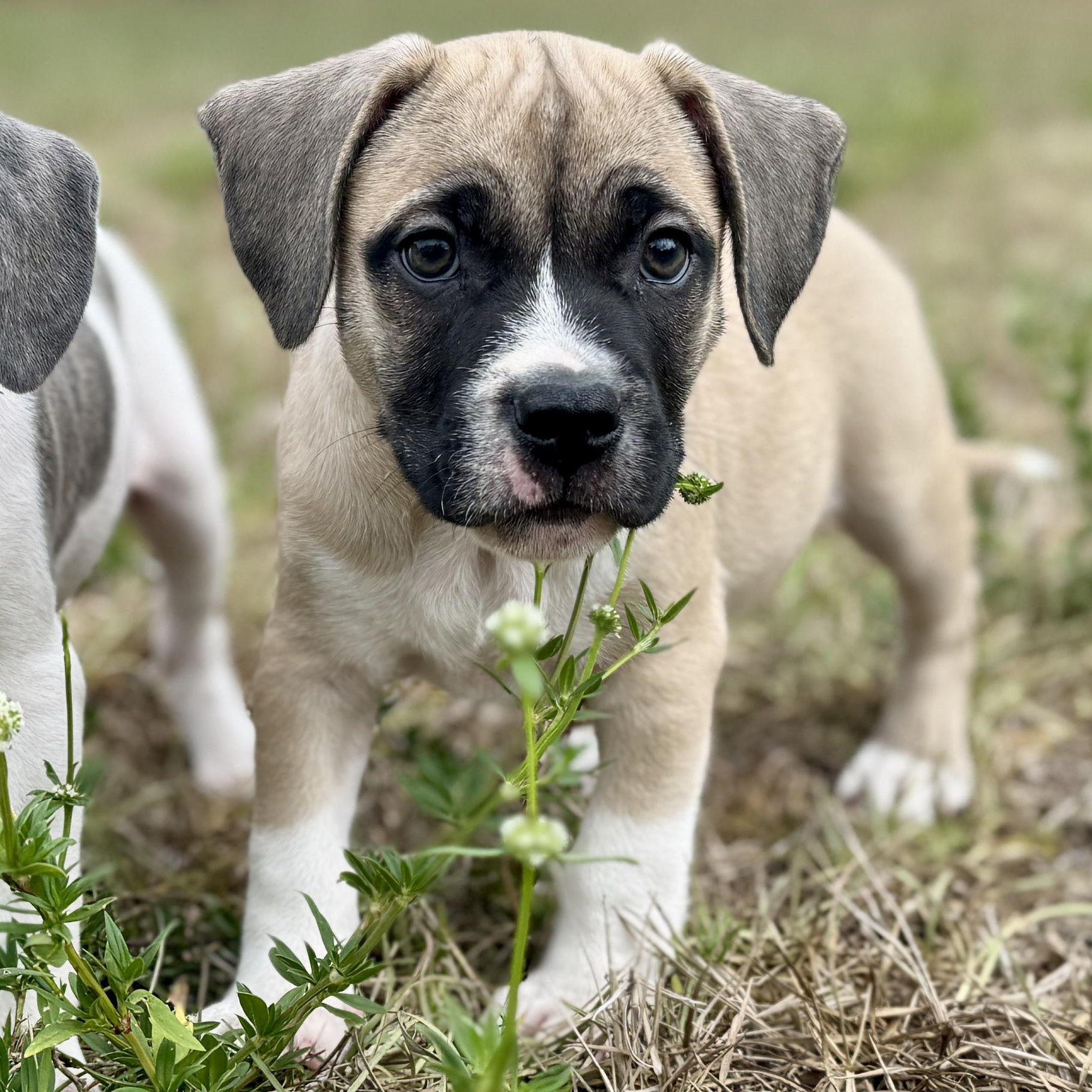 Enlarge Petrie, a ADOPTABLE Mixed Breed in Deltona, FL image 4/6
