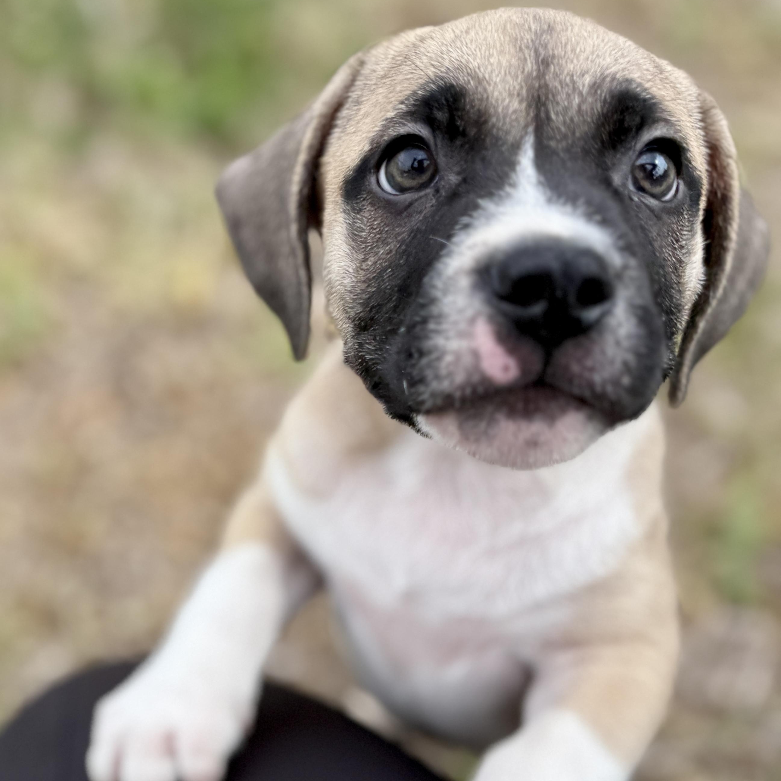 Enlarge Petrie, a ADOPTABLE Mixed Breed in Deltona, FL image 1/6