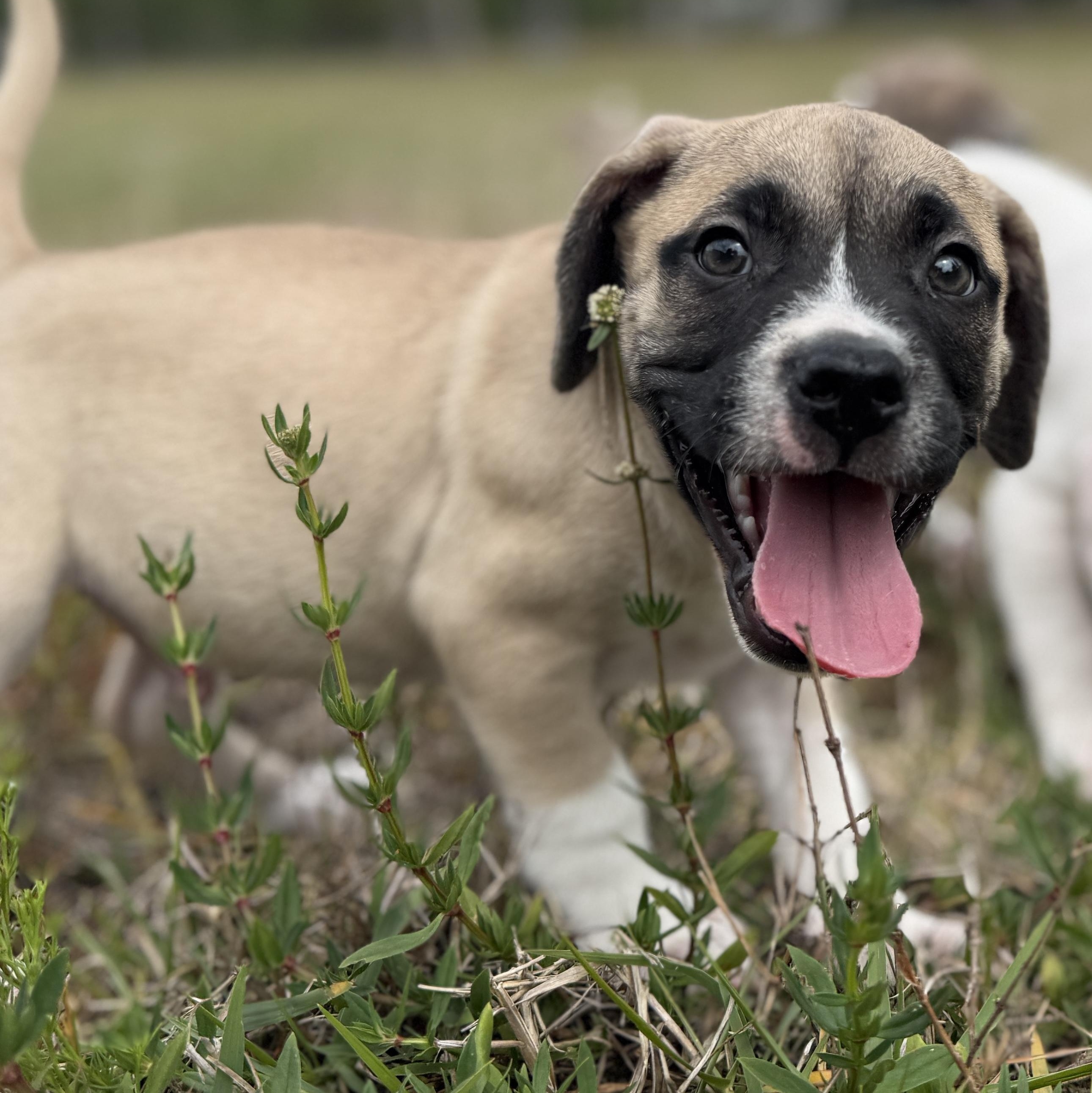 Enlarge Petrie, a ADOPTABLE Mixed Breed in Deltona, FL image 2/6