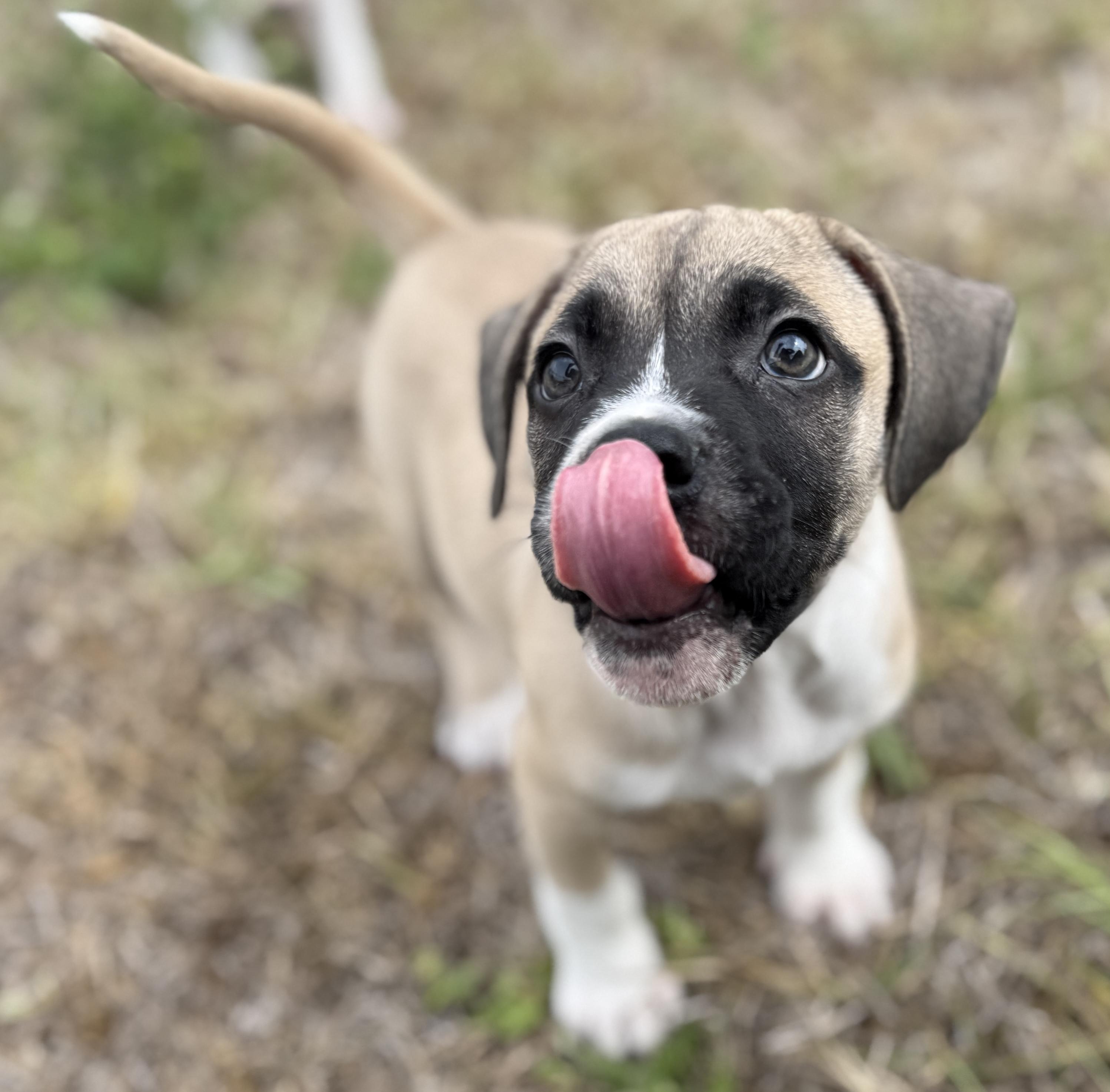 Enlarge Petrie, a ADOPTABLE Mixed Breed in Deltona, FL image 3/6