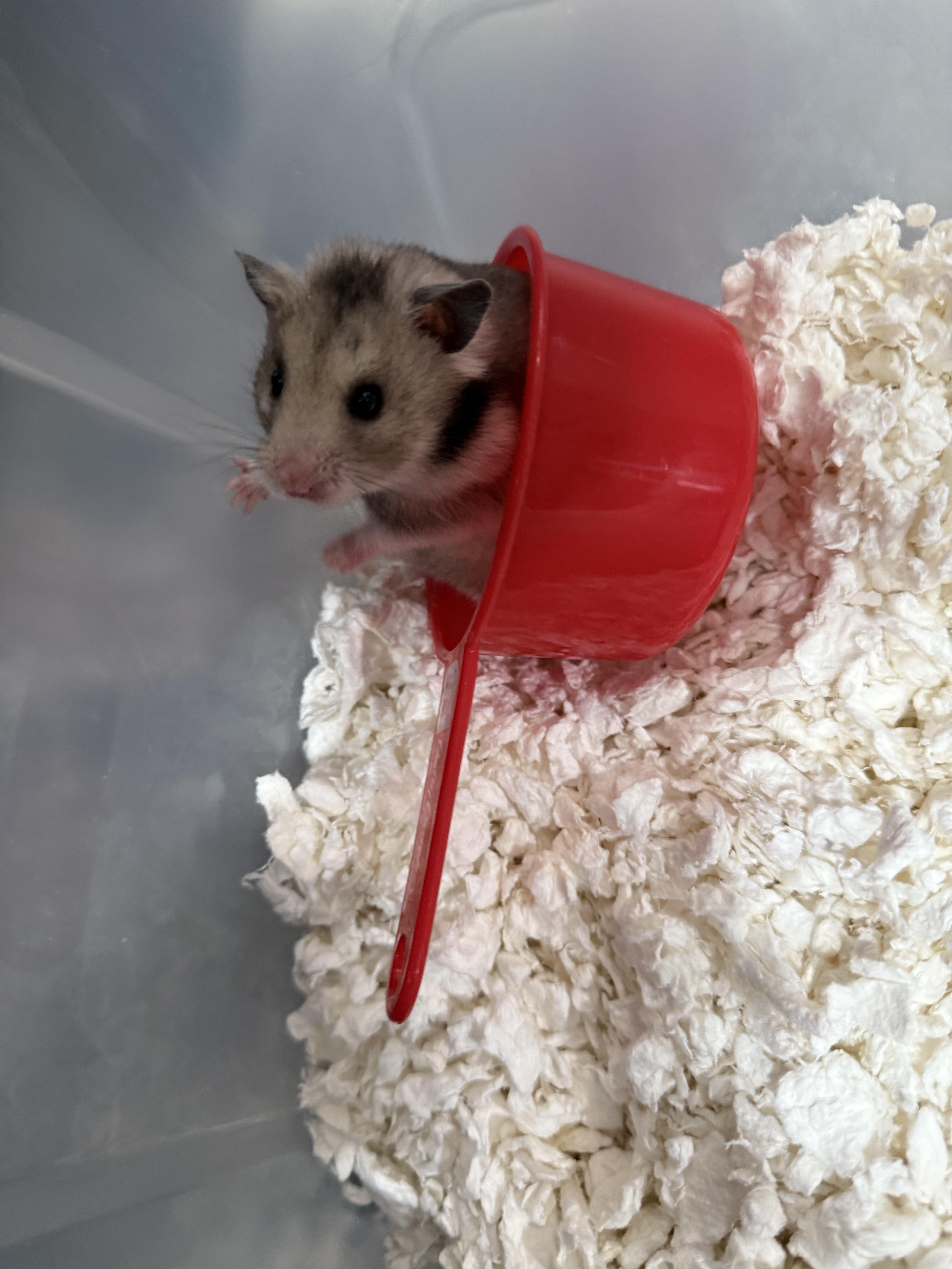 Soymilk, Young Female unknown